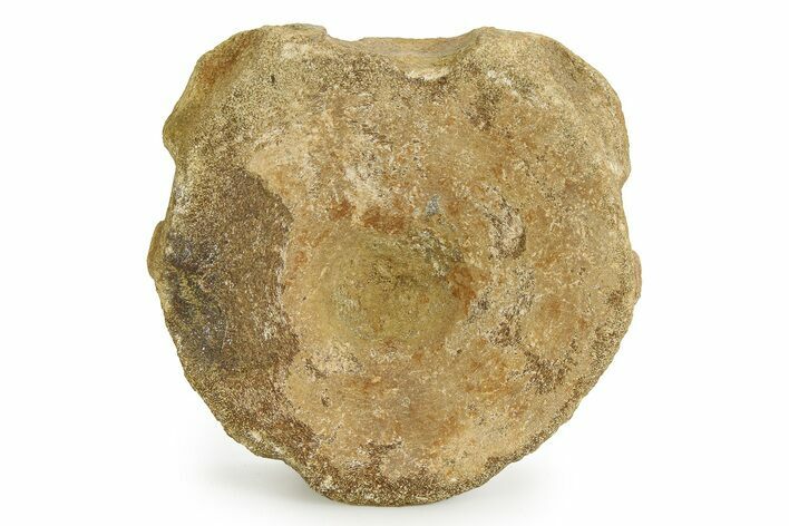 Fossil Ichthyosaur (Brachypterygius) Vertebra - England #351038